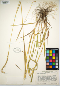 Elymus glaucus image