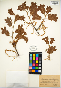 Quercus marilandica image