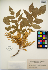 Fraxinus pennsylvanica image