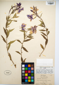 Chamerion latifolium image