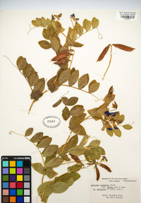 Lathyrus japonicus image