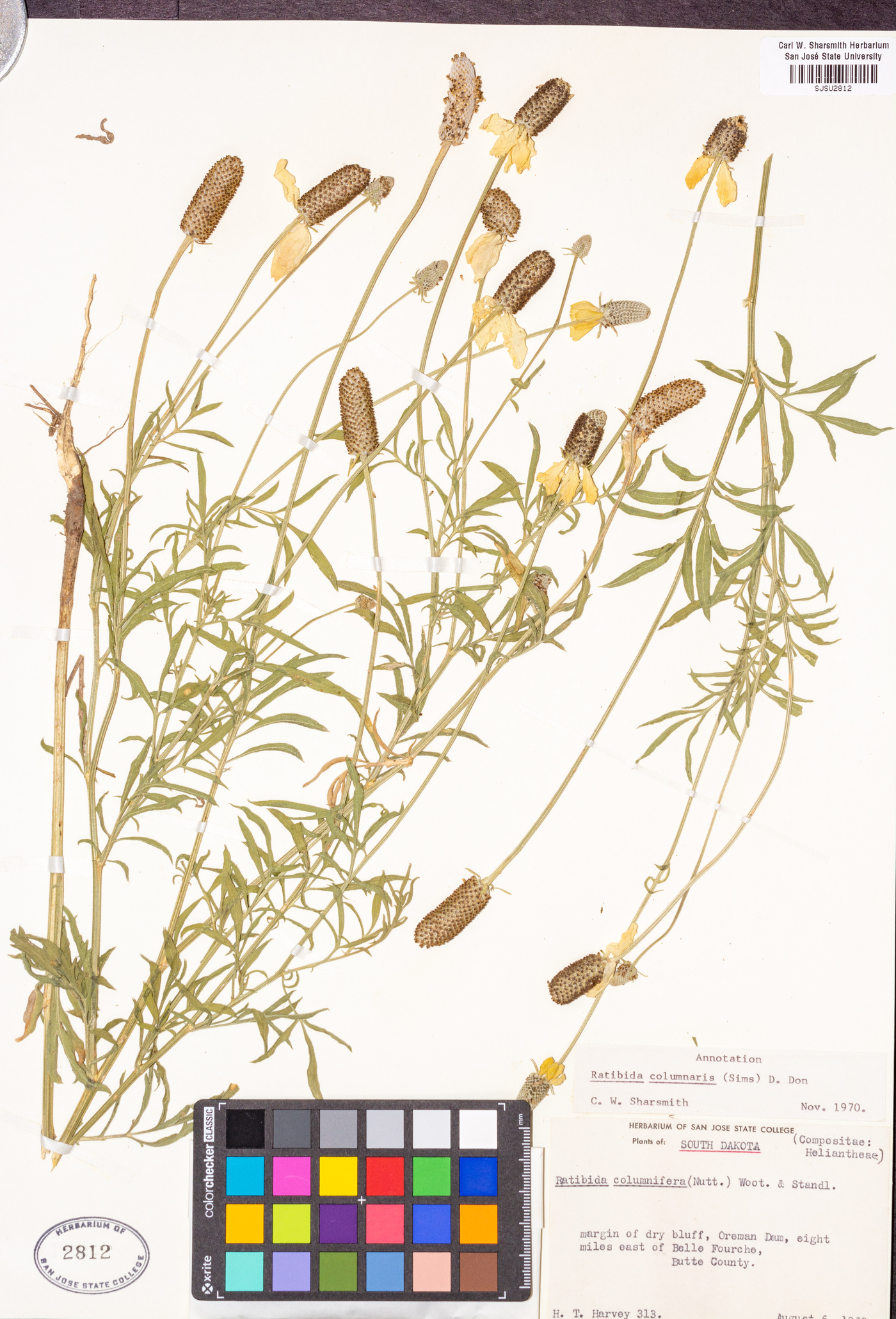 Ratibida columnifera image