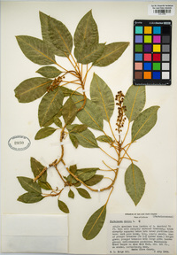 Phytolacca dioica image