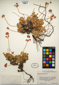 Eriogonum polypodum image