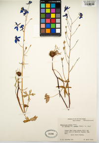 Delphinium patens image