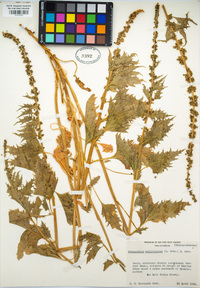 Chenopodium californicum image