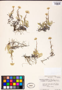 Antennaria corymbosa image