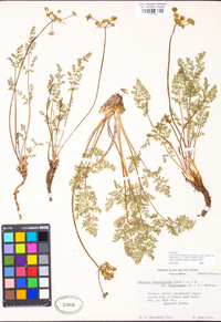 Cymopterus terebinthinus var. californicus image