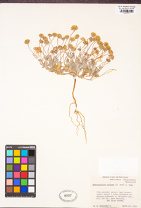 Trichoptilium incisum image