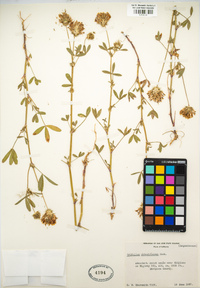 Trifolium obtusiflorum image