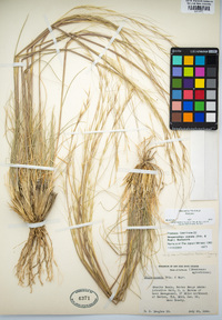 Hesperostipa comata image