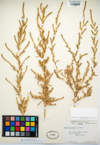 Bassia hyssopifolia image