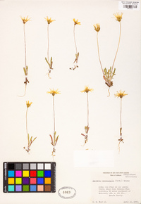 Agoseris heterophylla image