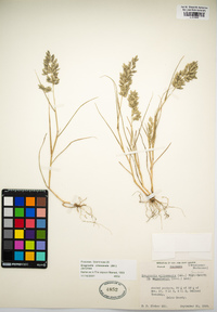 Eragrostis cilianensis image