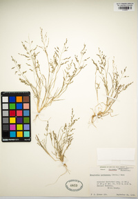 Eragrostis pectinacea image