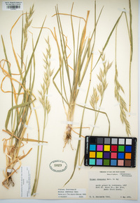 Bromus catharticus image