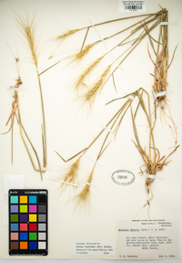 Elymus elymoides image