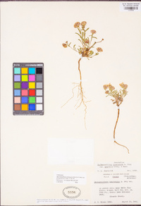 Dieteria canescens var. shastensis image