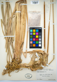 Typha domingensis image