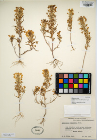 Castilleja campestris image