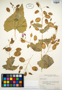 Lunaria annua image