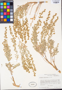 Artemisia rothrockii image