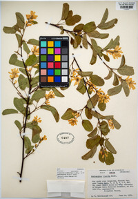 Amelanchier alnifolia image