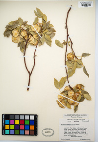 Ptelea angustifolia image