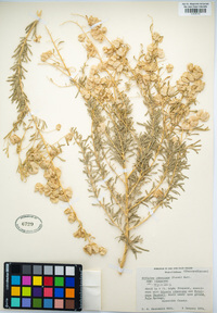 Atriplex canescens image