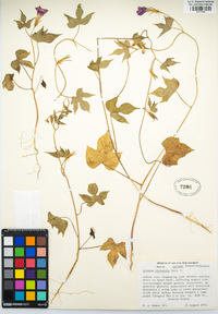 Ipomoea purpurea image