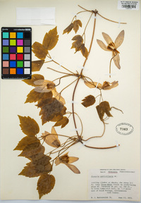 Clematis occidentalis var. occidentalis image