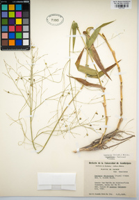 Image of Lasiacis rhizophora