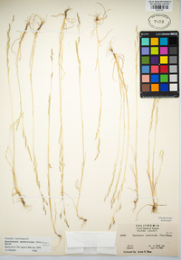 Deschampsia danthonioides image