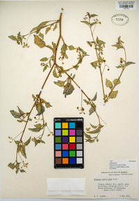 Solanum americanum image