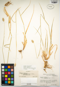 Phalaris aquatica image