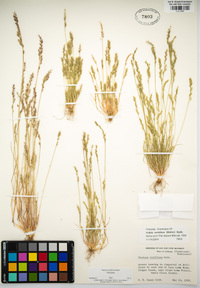 Festuca octoflora image