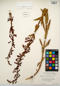 Penstemon centranthifolius image