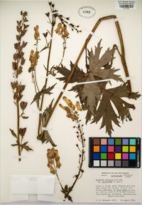Aconitum lycoctonum subsp. vulparia image