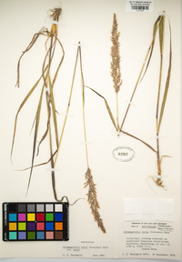 Calamagrostis bolanderi image