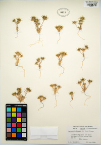 Navarretia breweri image