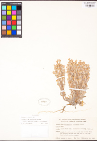 Eriophyllum nubigenum image
