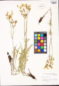 Crepis acuminata image