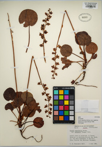 Pyrola asarifolia image