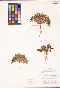 Crepis nana image