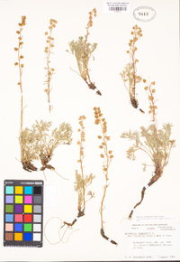 Artemisia borealis subsp. borealis image