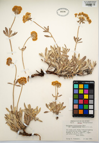 Eriogonum heracleoides image