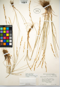 Melica bulbosa image