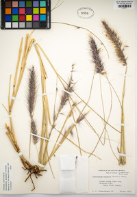 Pennisetum setaceum image