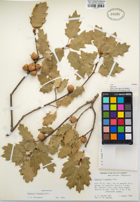 Quercus kelloggii image