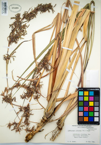 Cymbopogon citratus image